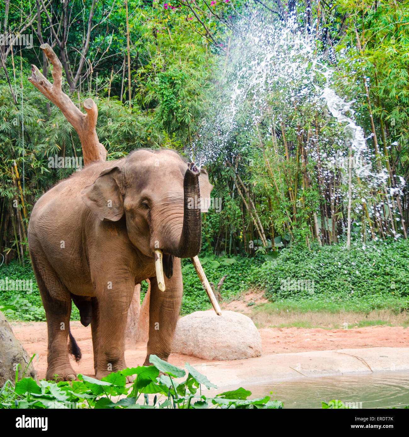 Elephant make water spray - shower Stock Photo