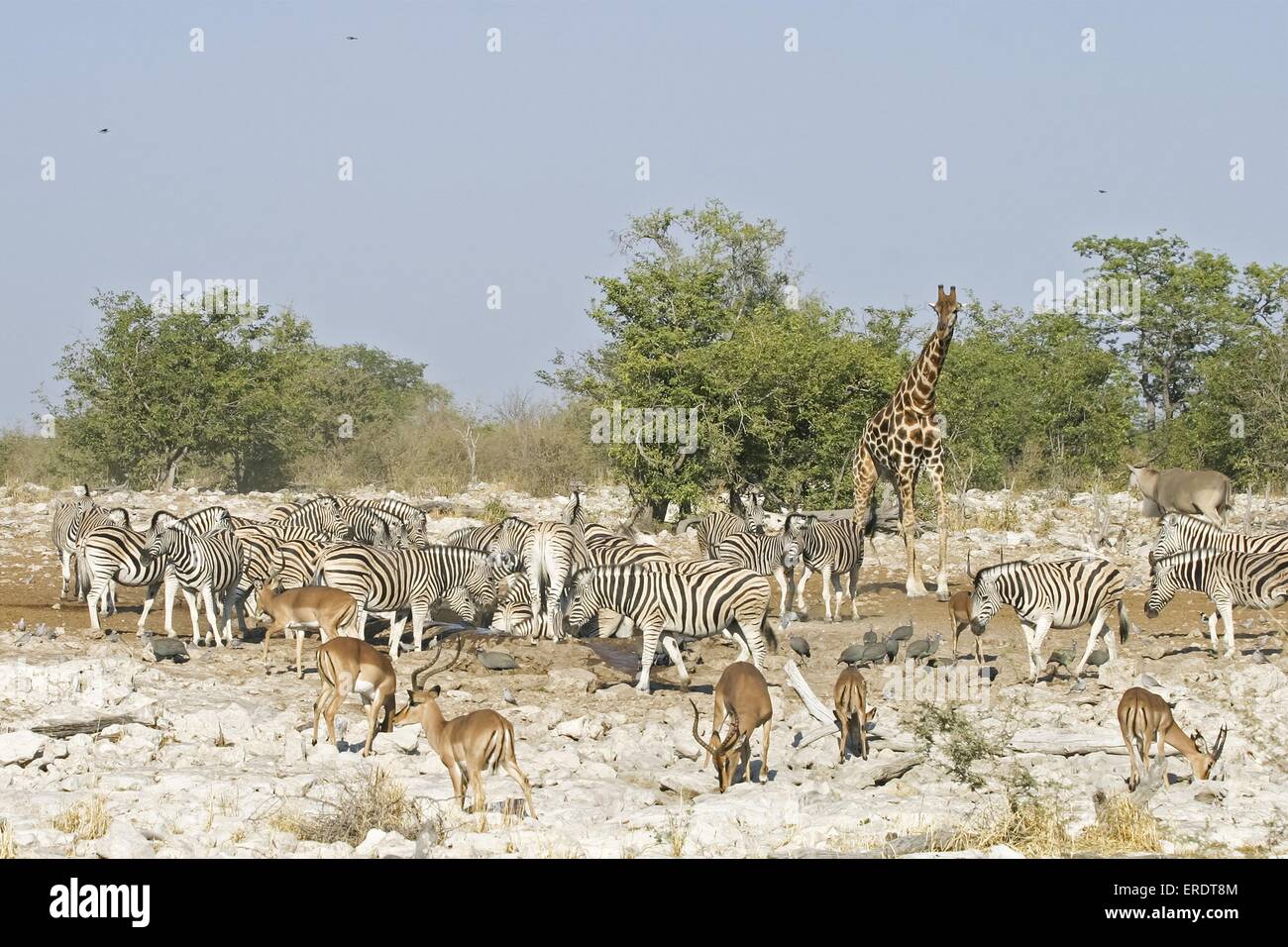 plains zebras, giraffe and impalas Stock Photo