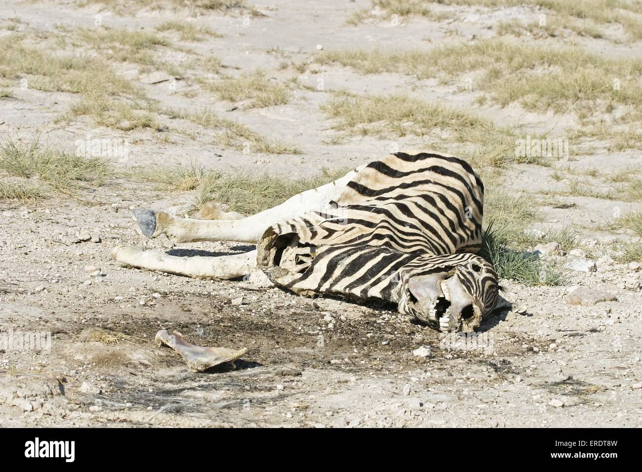 dead plains zebra Stock Photo - Alamy