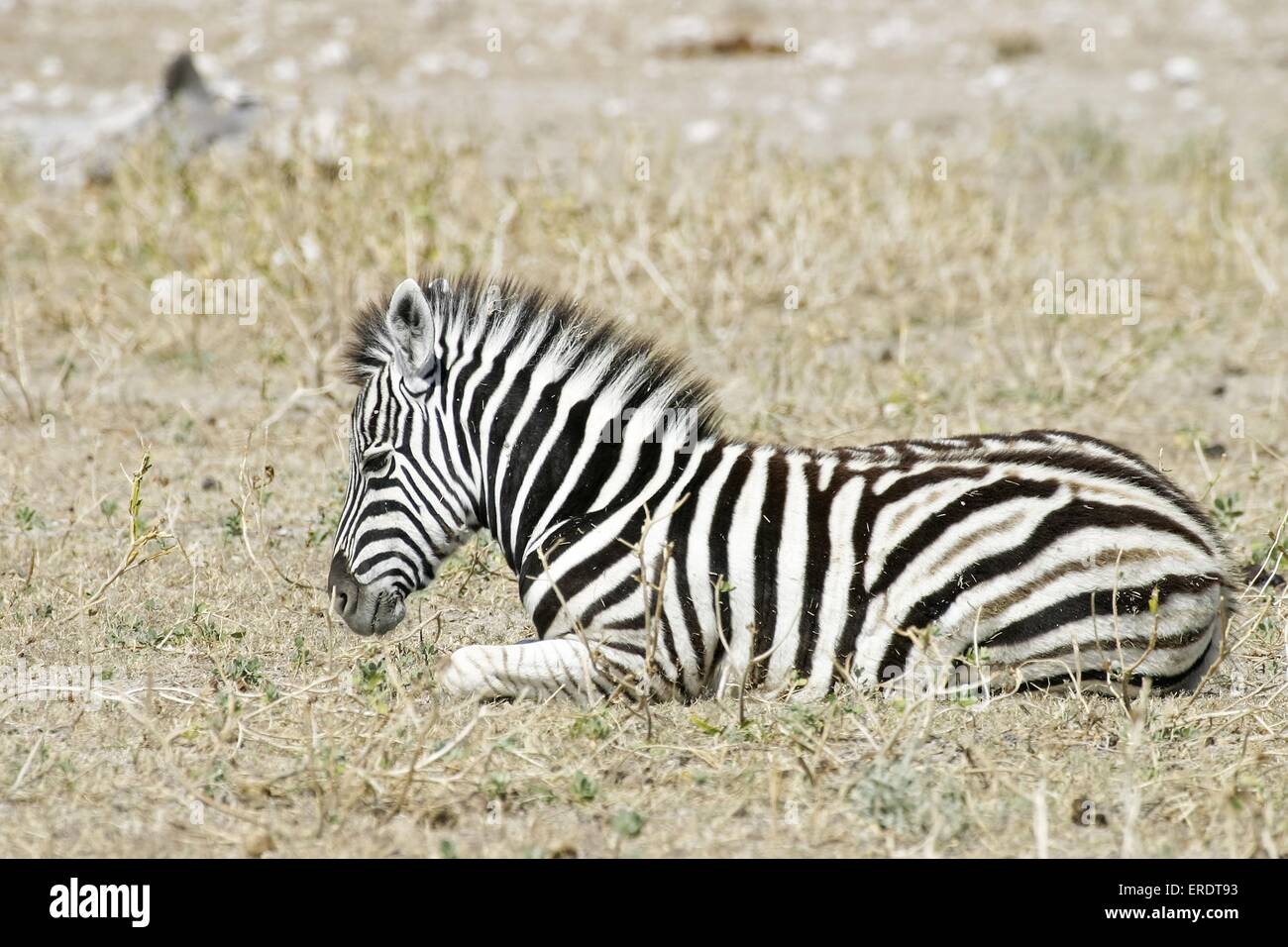 lying plains zebra foal Stock Photo Alamy