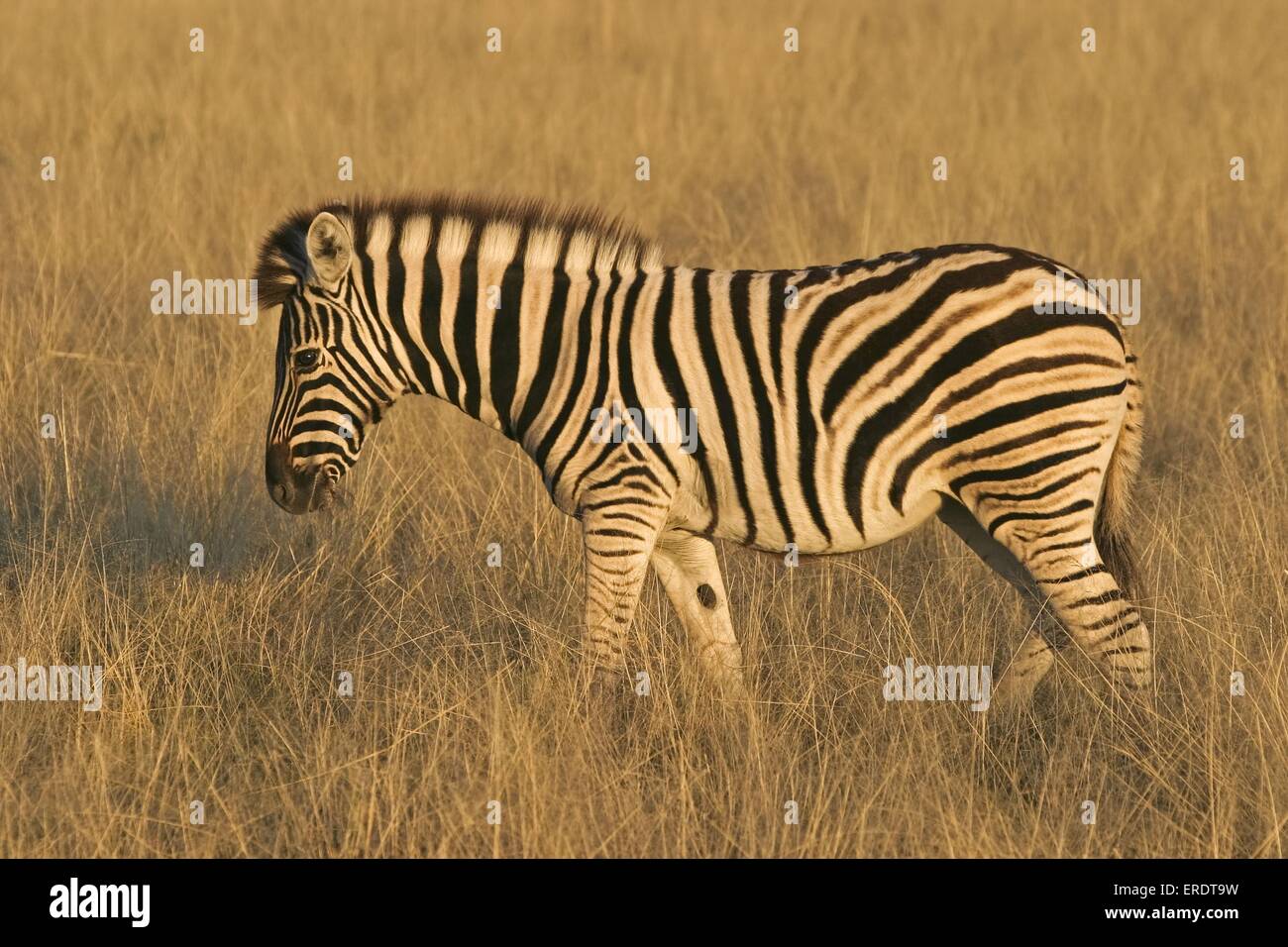 plains zebra foal Stock Photo Alamy