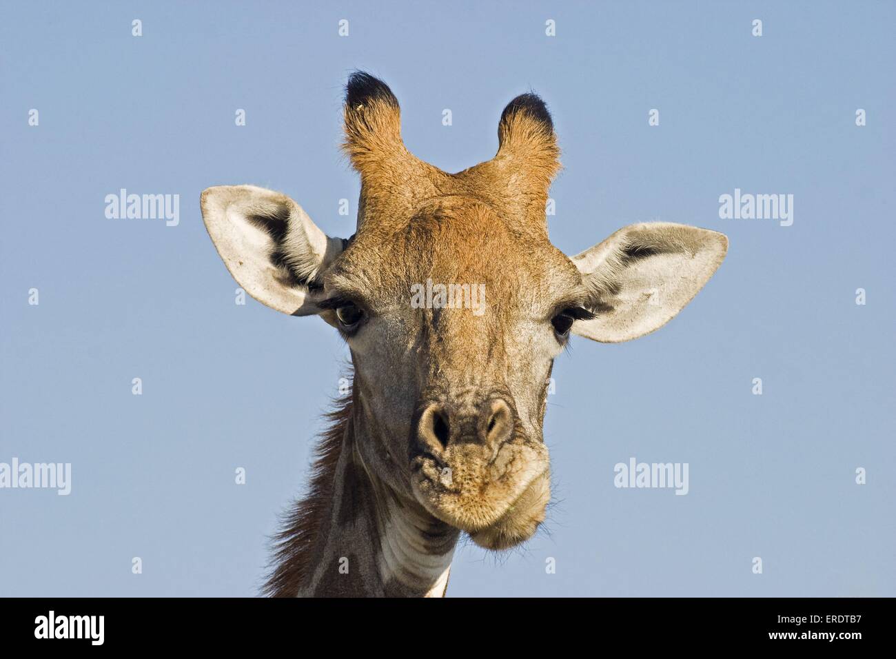 Giraffe portrait hi-res stock photography and images - Alamy