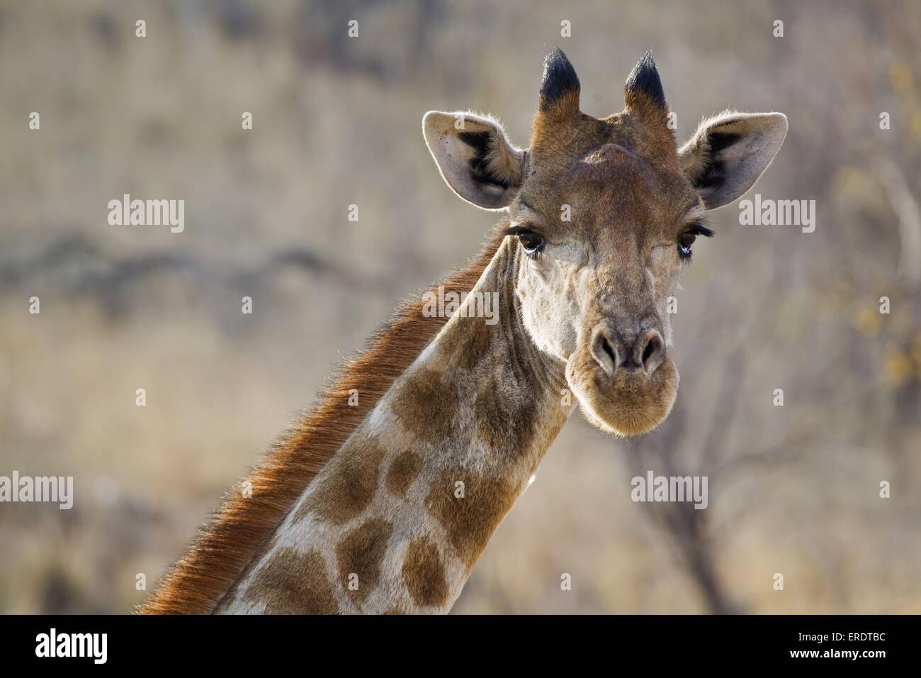 Giraffe portrait hi-res stock photography and images - Alamy