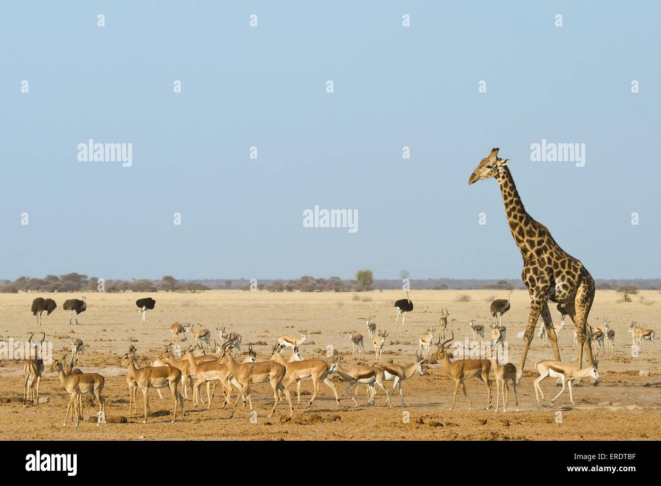 giraffe and impalas Stock Photo