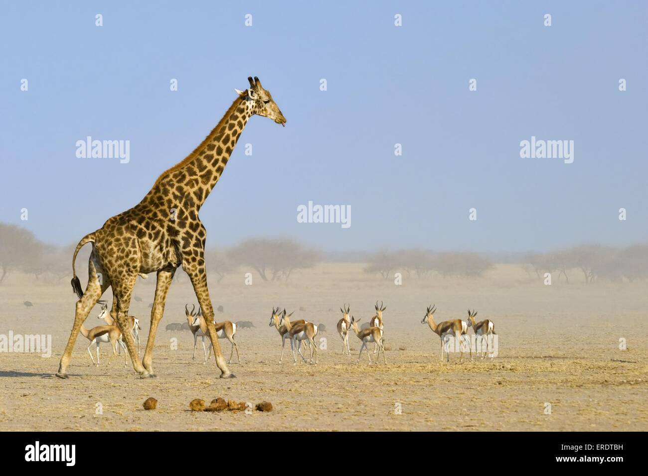 giraffe and impalas Stock Photo