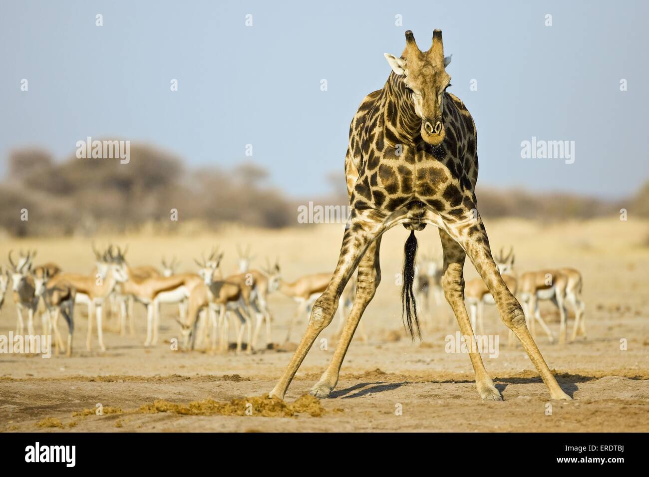 giraffe and impalas Stock Photo