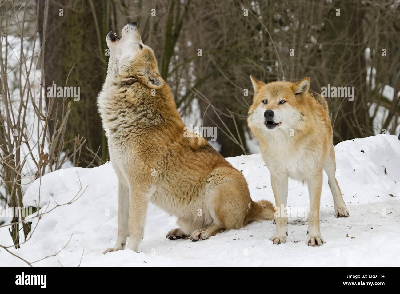 howling European wolfs Stock Photo
