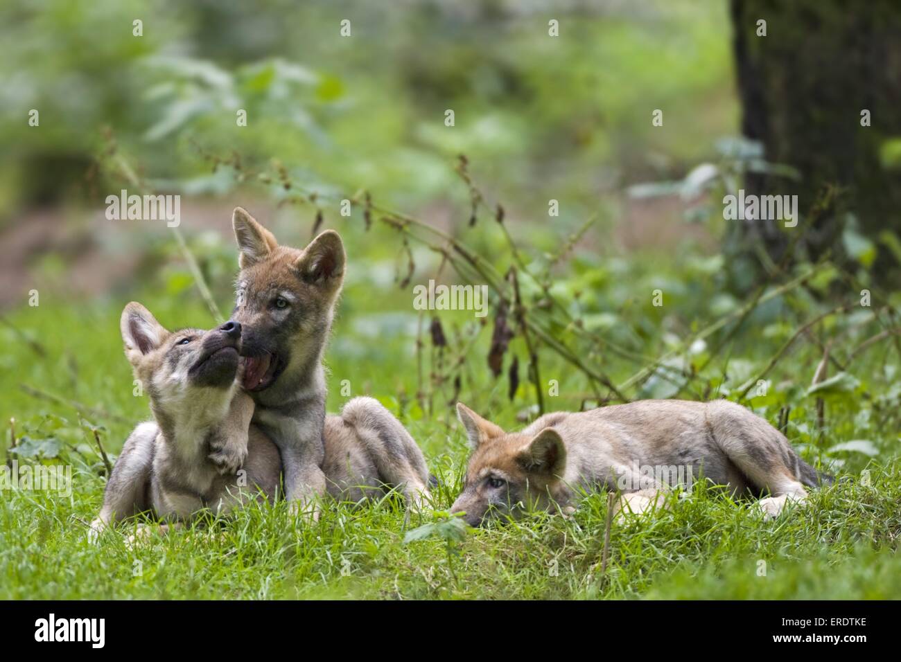 playing European wolf cubs Stock Photo