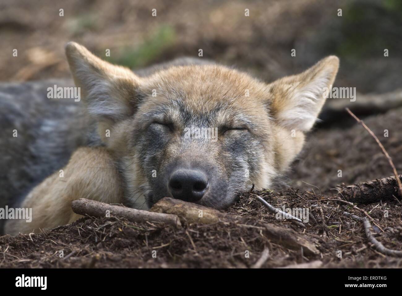 Baby wolf sleeping hi-res stock photography and images - Alamy
