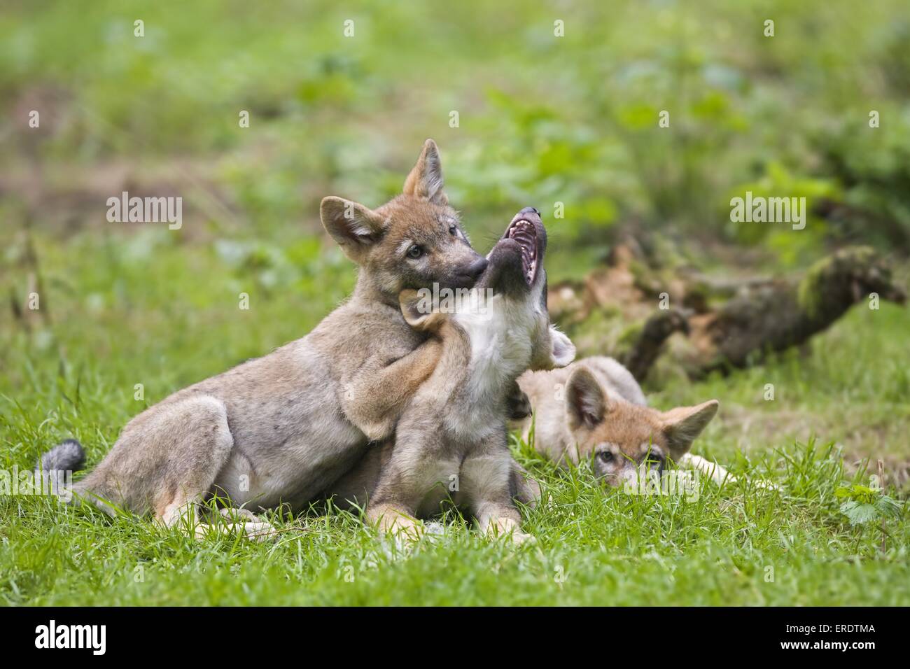 playing European wolf cubs Stock Photo