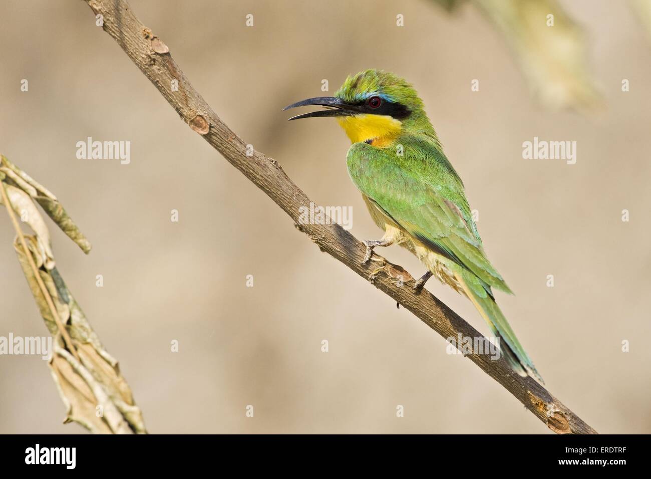 Little bee eater hi-res stock photography and images - Alamy