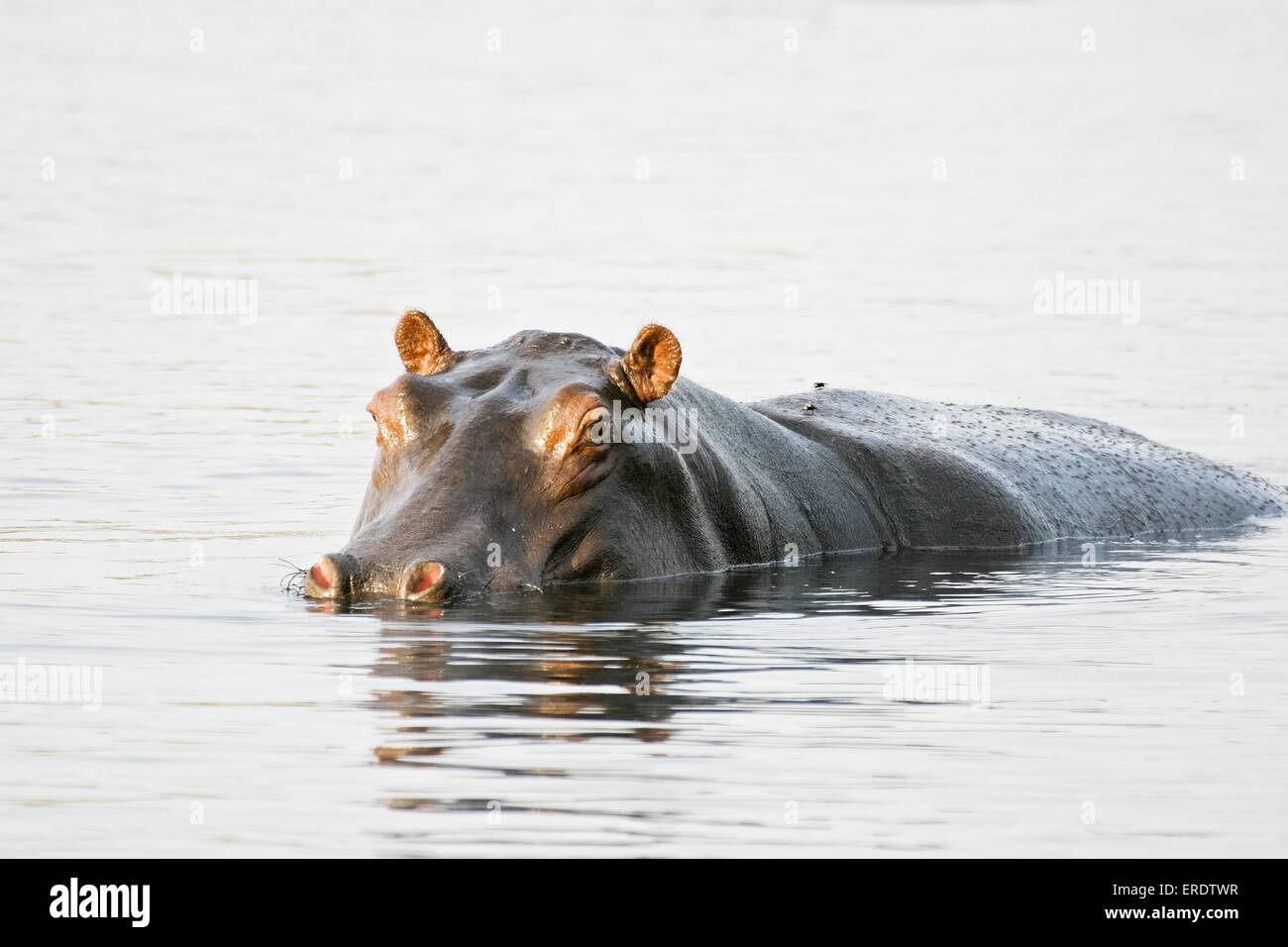 hippopotamus Stock Photo