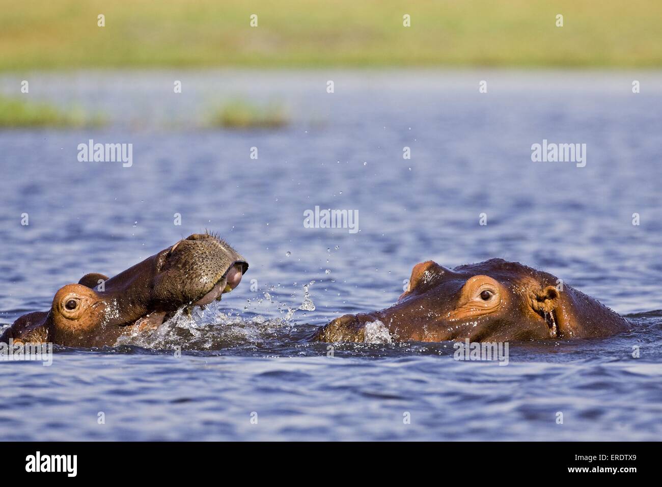 hippopotamus Stock Photo
