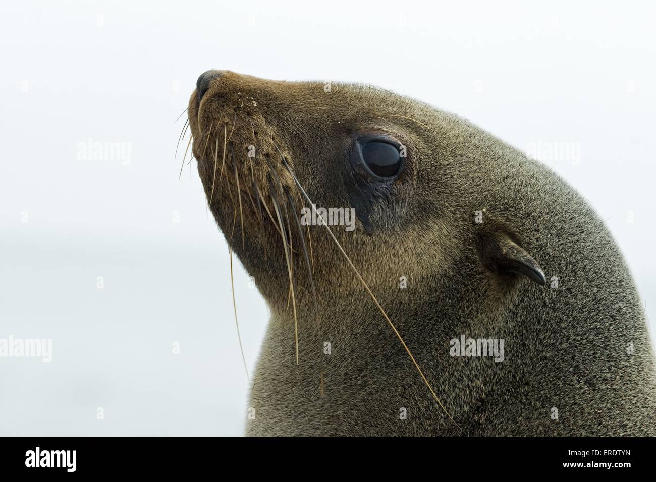 brown fur seal Stock Photo