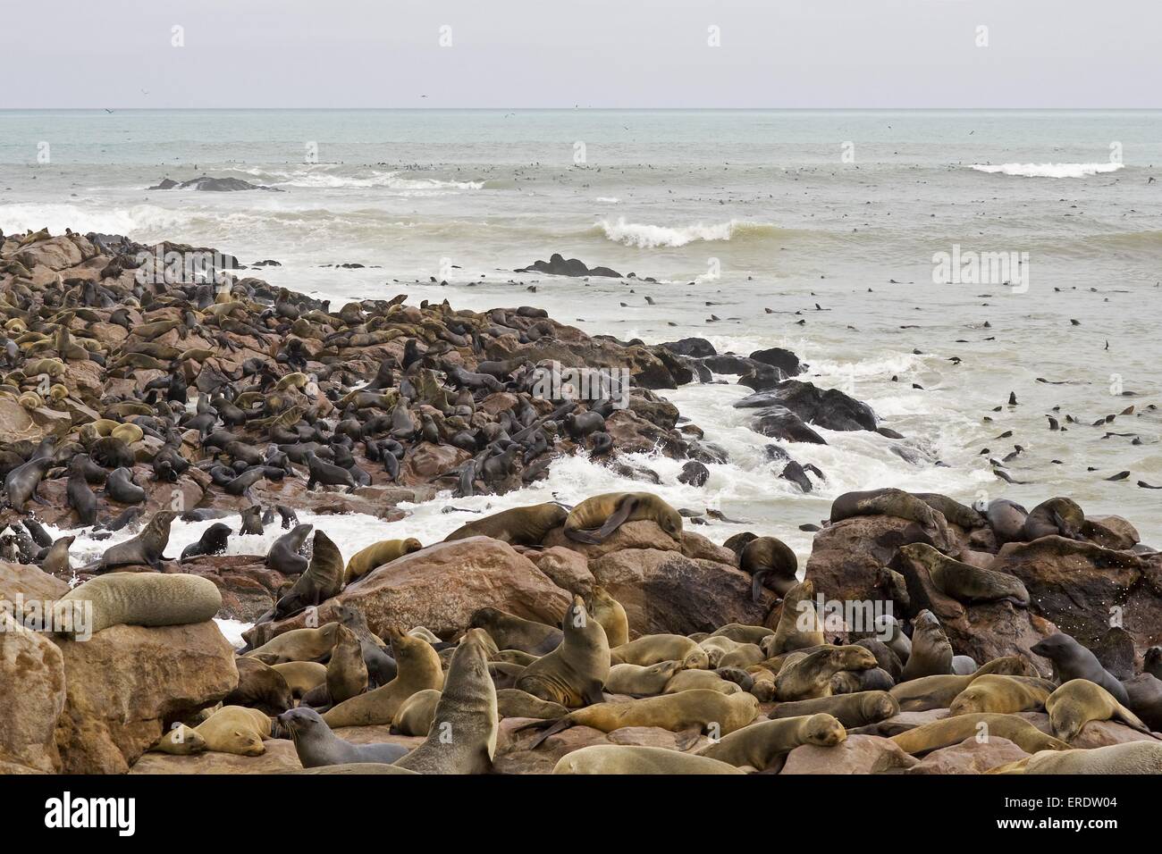 brown fur seal Stock Photo