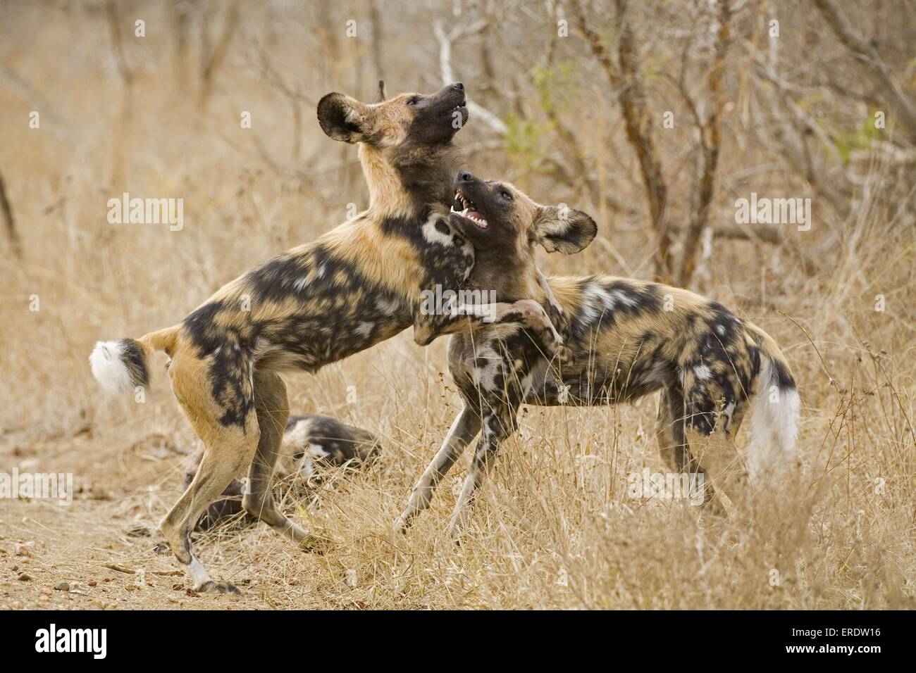 African hunting dog Stock Photo