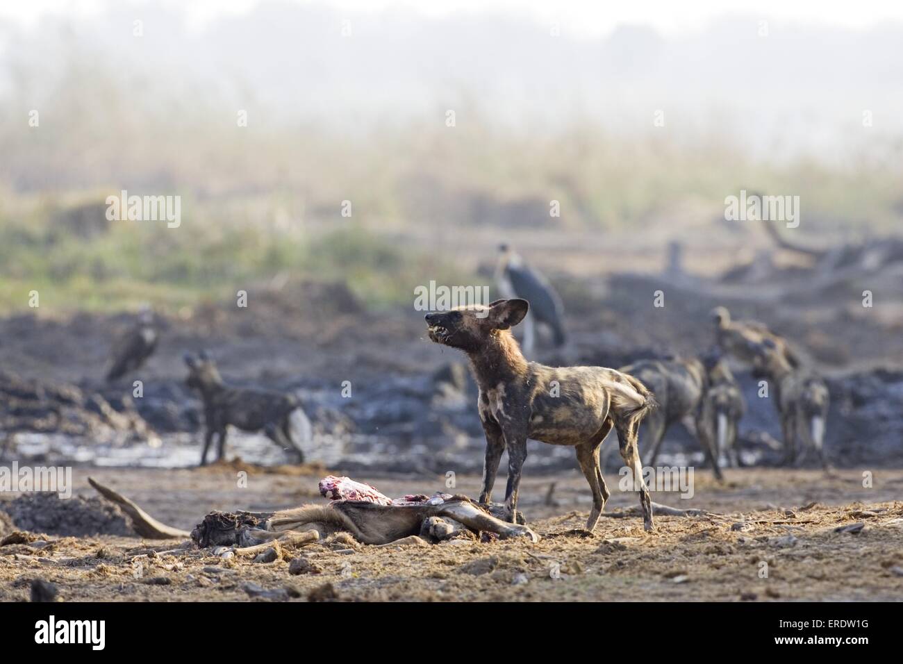 African wild dog pack hires stock photography and images Alamy