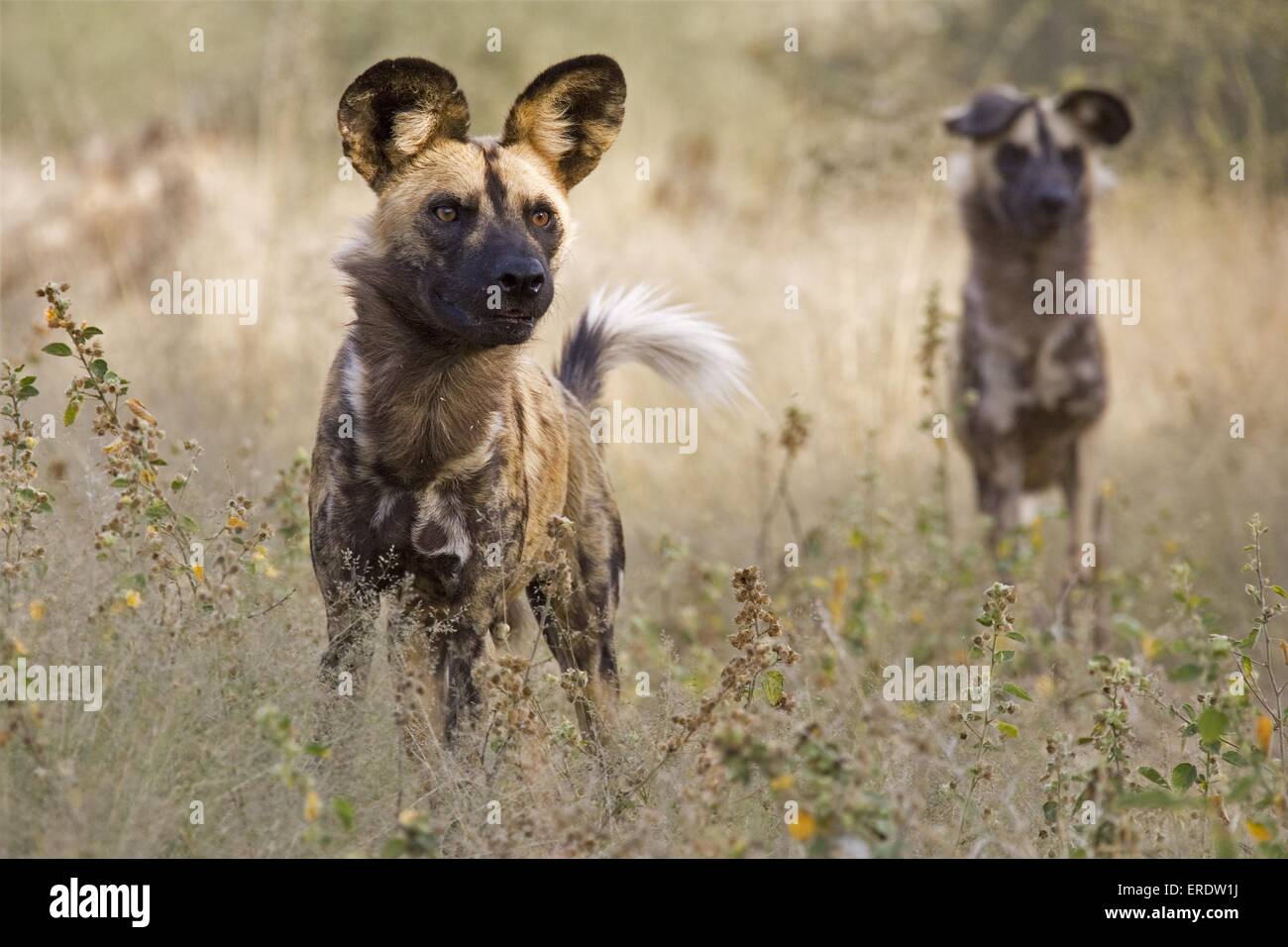 African hunting dog Stock Photo
