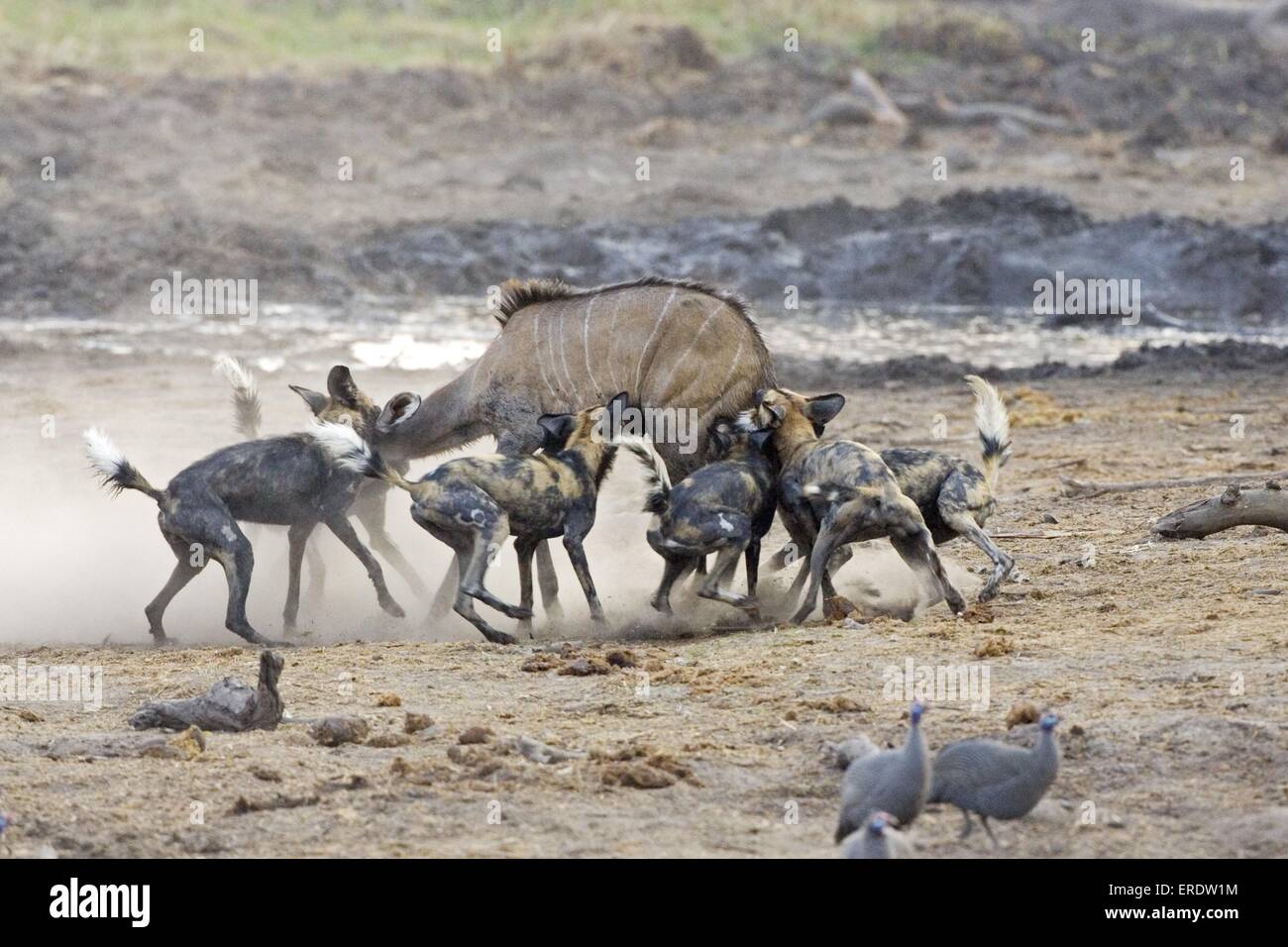 African hunting dog Stock Photo