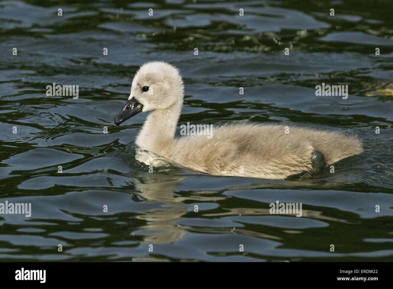 young mute swan Stock Photo