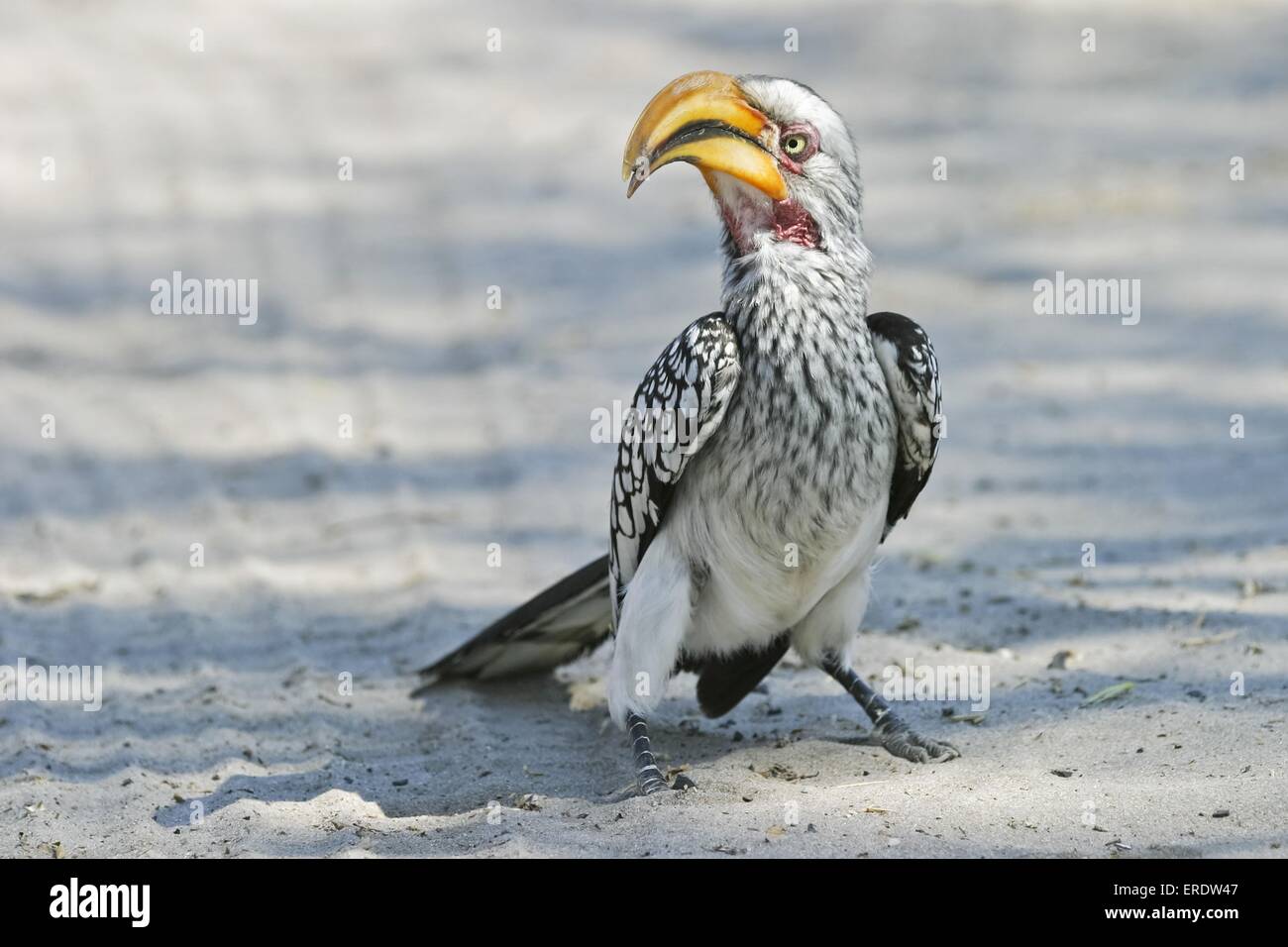 Yellow-billed hornbill Stock Photo