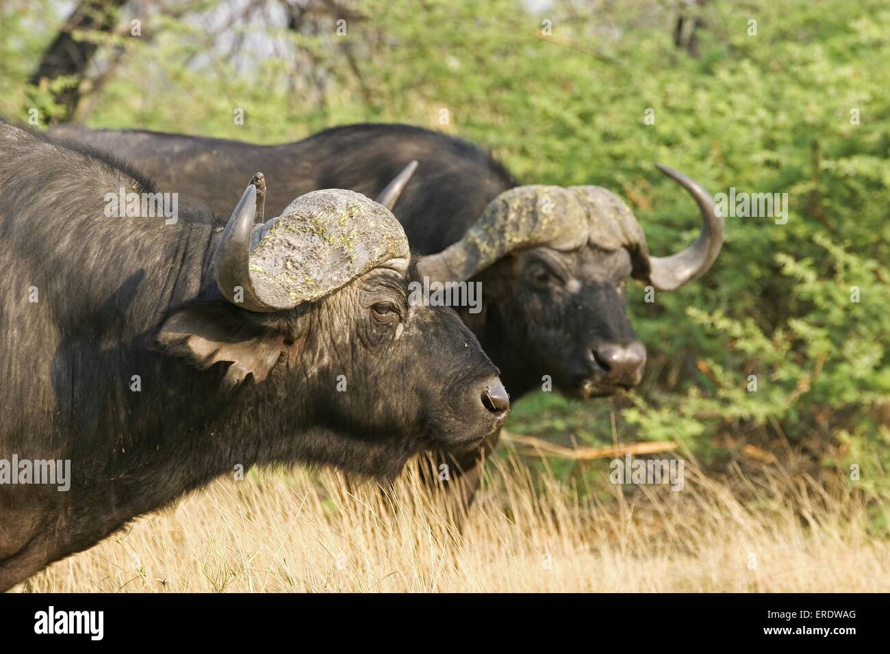 Cape Buffalos Stock Photo