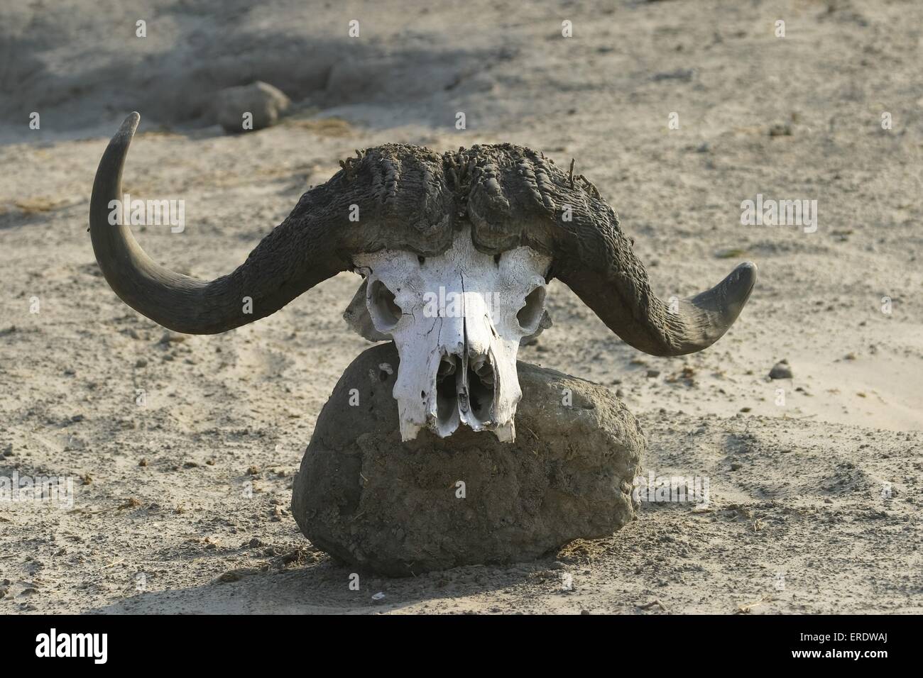 Cape Buffalo skull Stock Photo - Alamy