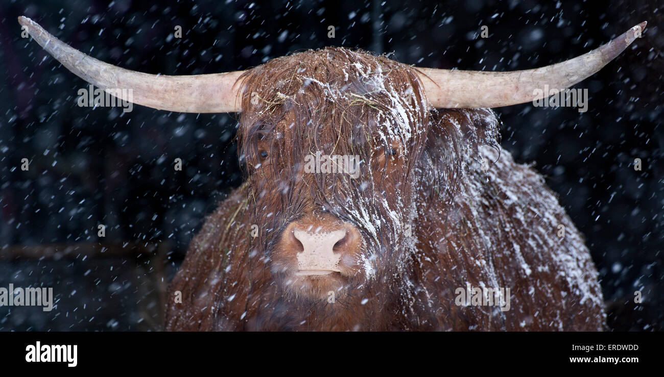 Highland cattle, portrait, snowstorm, Neustift, Stubaital, Tyrol, Austria Stock Photo
