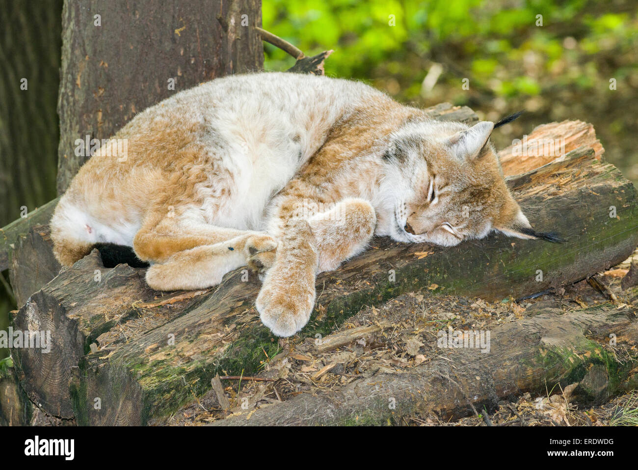 European Lynx (Lynx lynx), male, sleeping on a pile of trunks, captive, Saxony, Germany Stock Photo