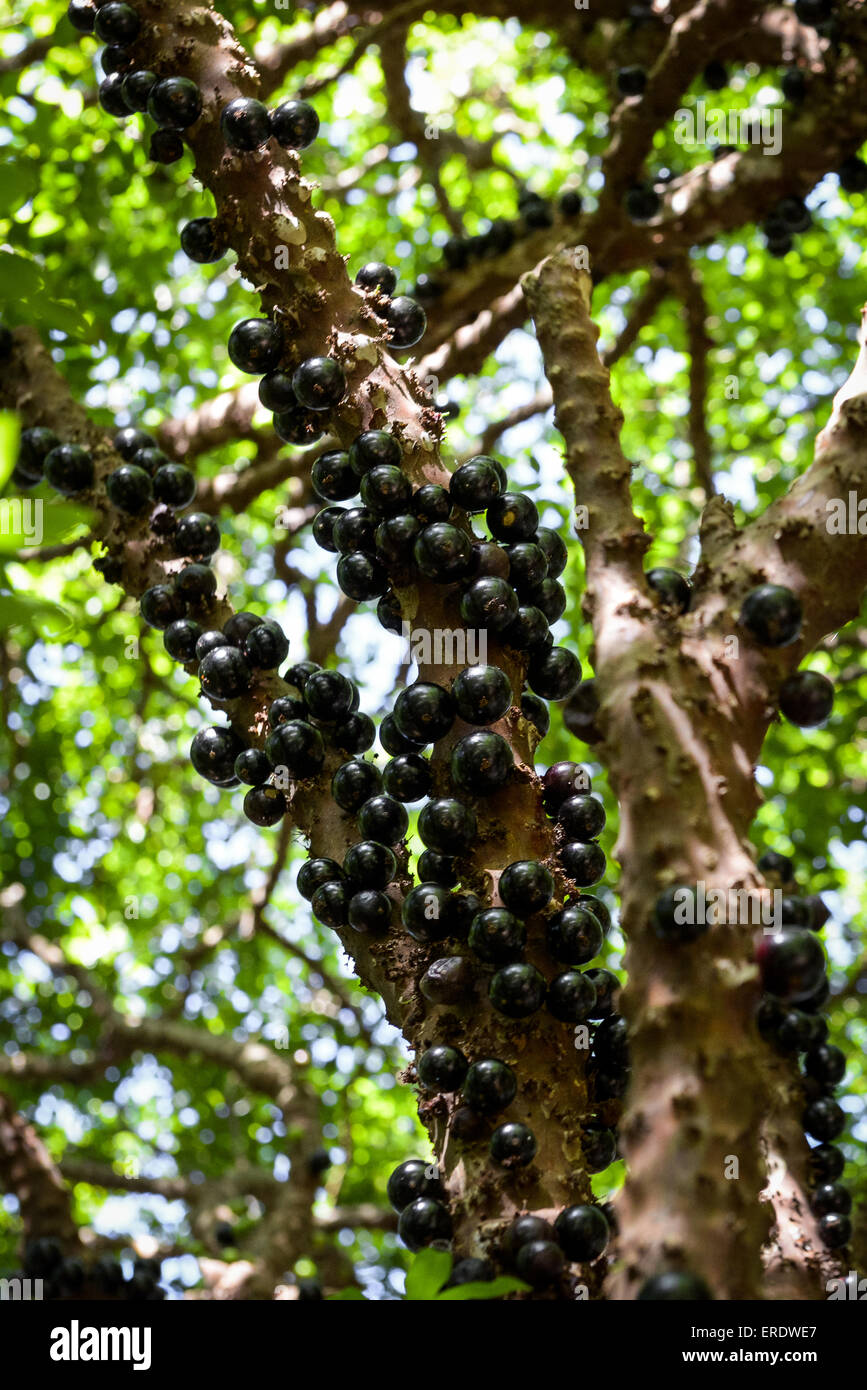 Jabuticaba fruits of the Jabuticabeira tree or Brazilian Grape Tree (Plinia cauliflora), Rio de Janeiro, Brazil Stock Photo