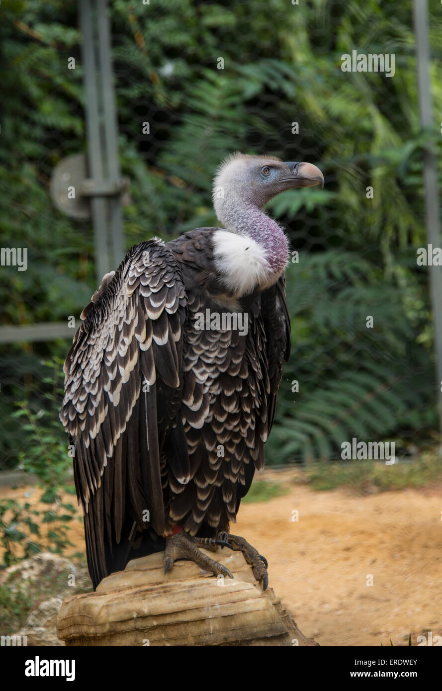 Rüppell's vulture (Gyps rueppellii), zoological garden, Bioparco di ...