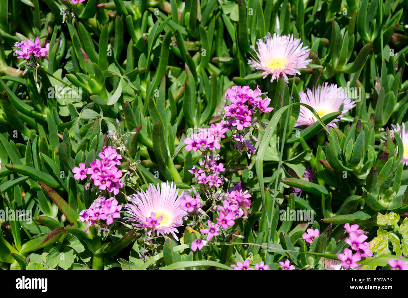 Pink daisy like flowers with yellow centres and succulent leaves often found in sunny climates Stock Photo