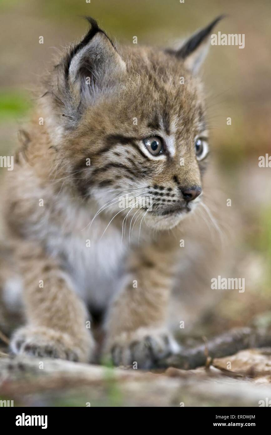 European lynx baby Stock Photo