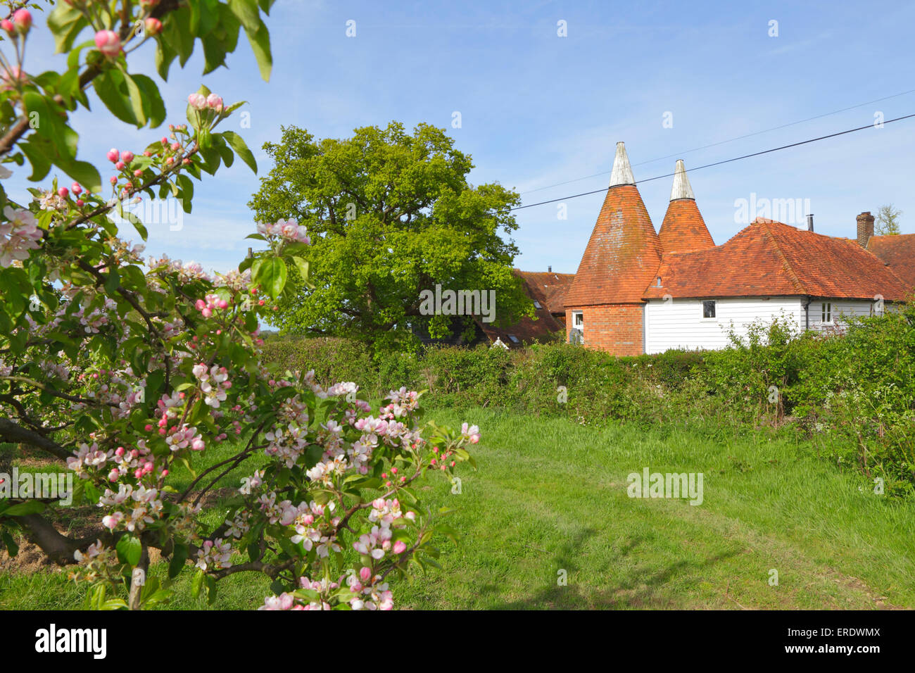 Springtime in Kent, apple blossom and Oast house, England, UK. Traditional Kent countryside scene. Stock Photo