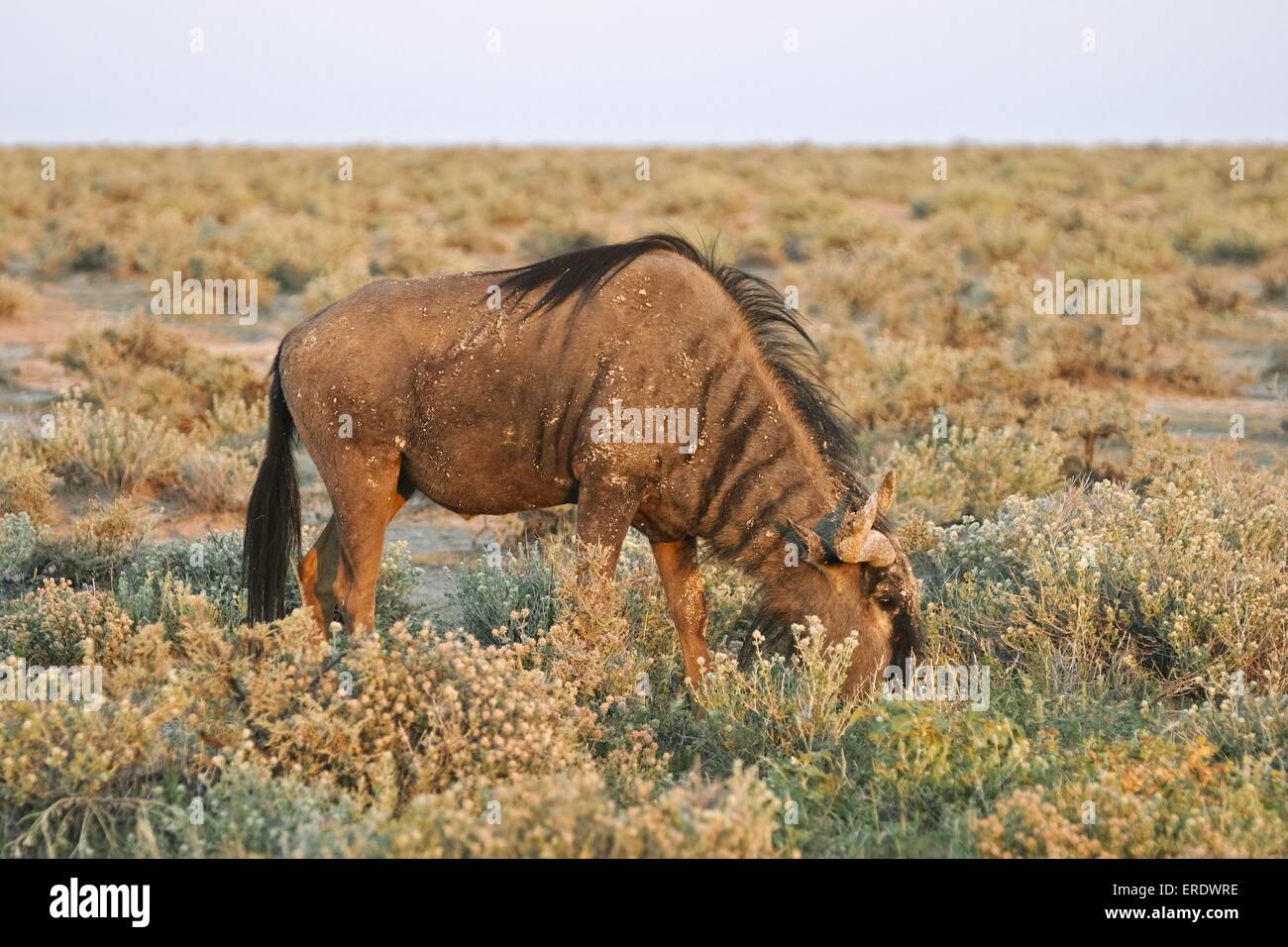 blue wildebeest Stock Photo