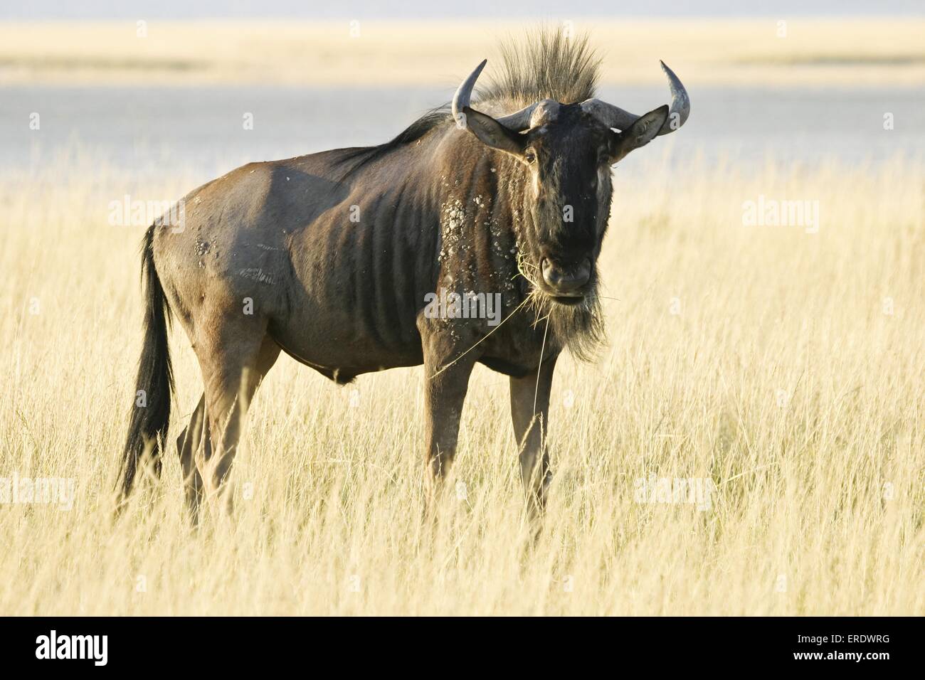 blue wildebeest Stock Photo