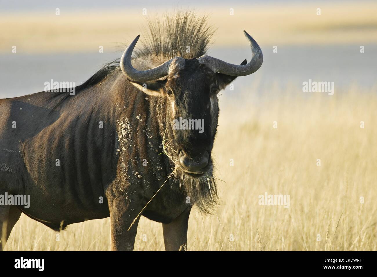 blue wildebeest Stock Photo