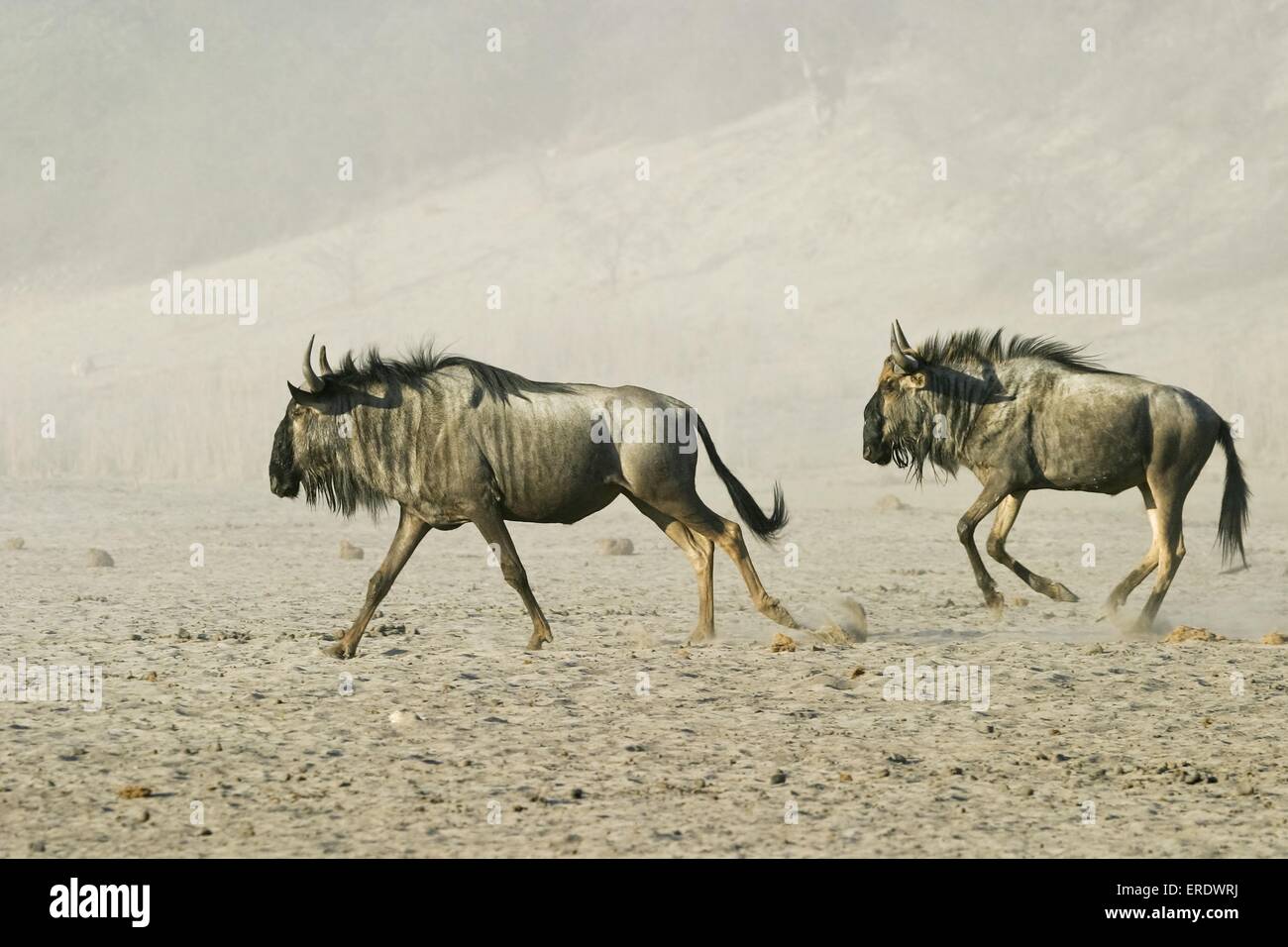 running blue wildebeests Stock Photo