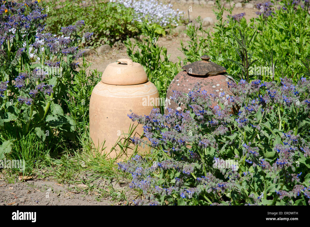Two clay terracotta rhubarb forcers forcing jars in a garden with herb borage Stock Photo
