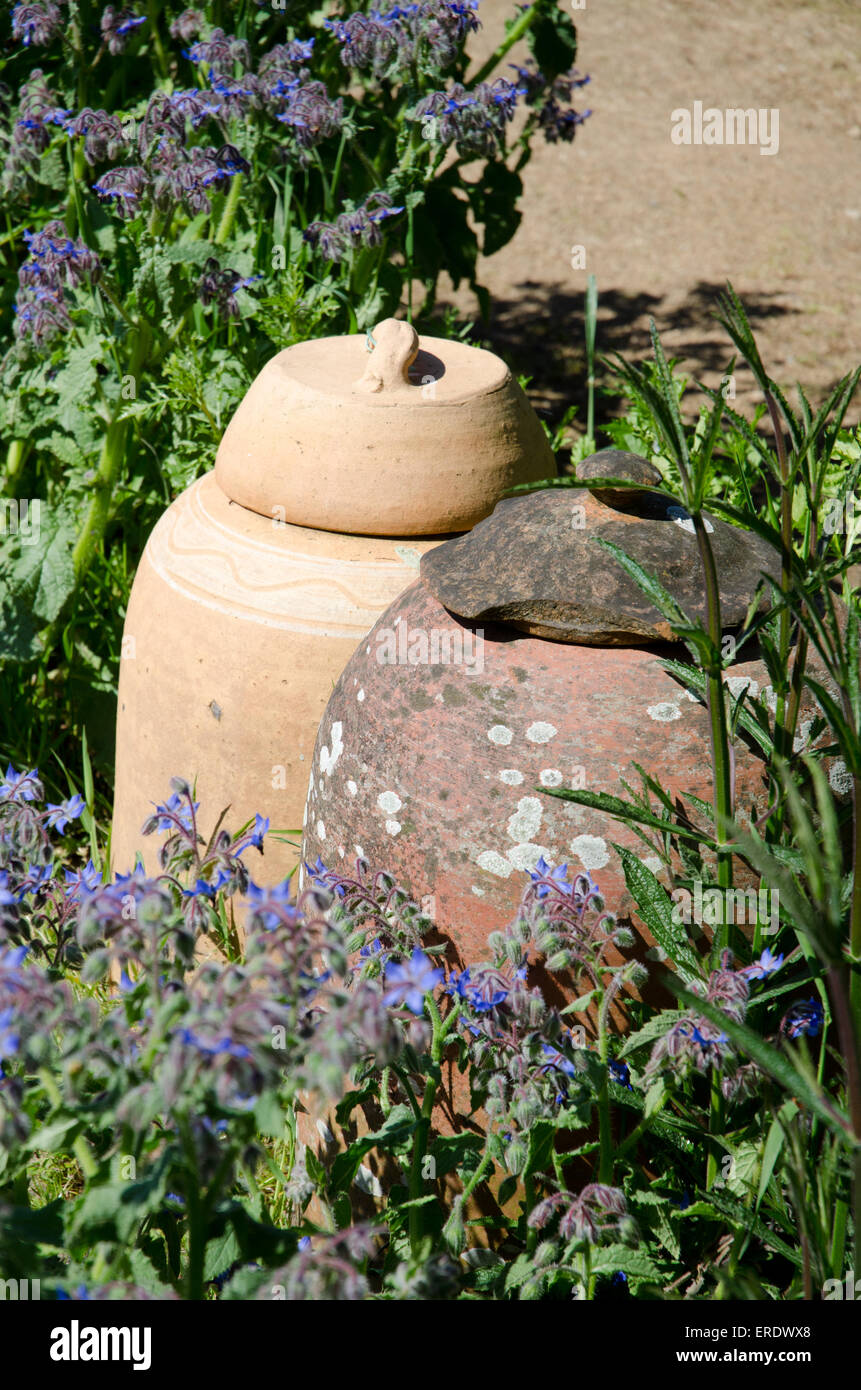 Two terracotta clay rhubarb forcing pots in a garden with the herb Borage Stock Photo