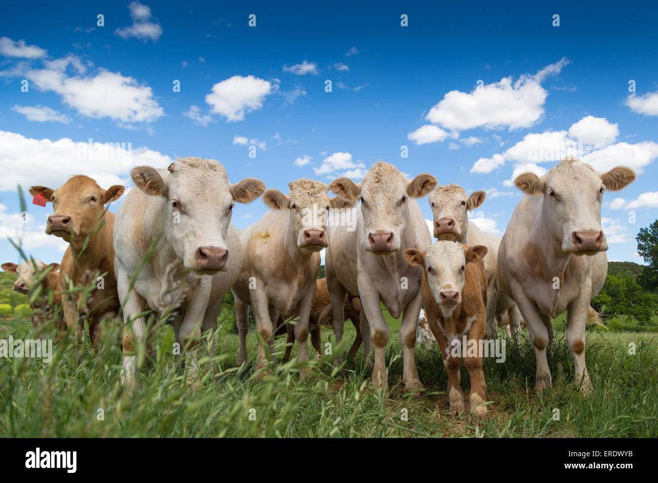 Charolais cattle herd (Bos primigenius taurus) in a pasture, Graham, Texas, United States Stock Photo