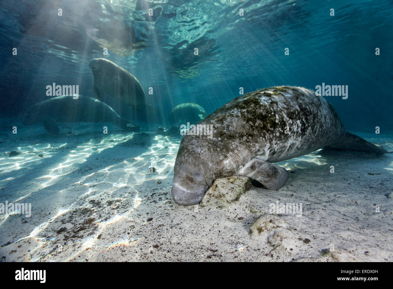 Group of West Indian manatees or sea cows (Trichechus manatus), Three