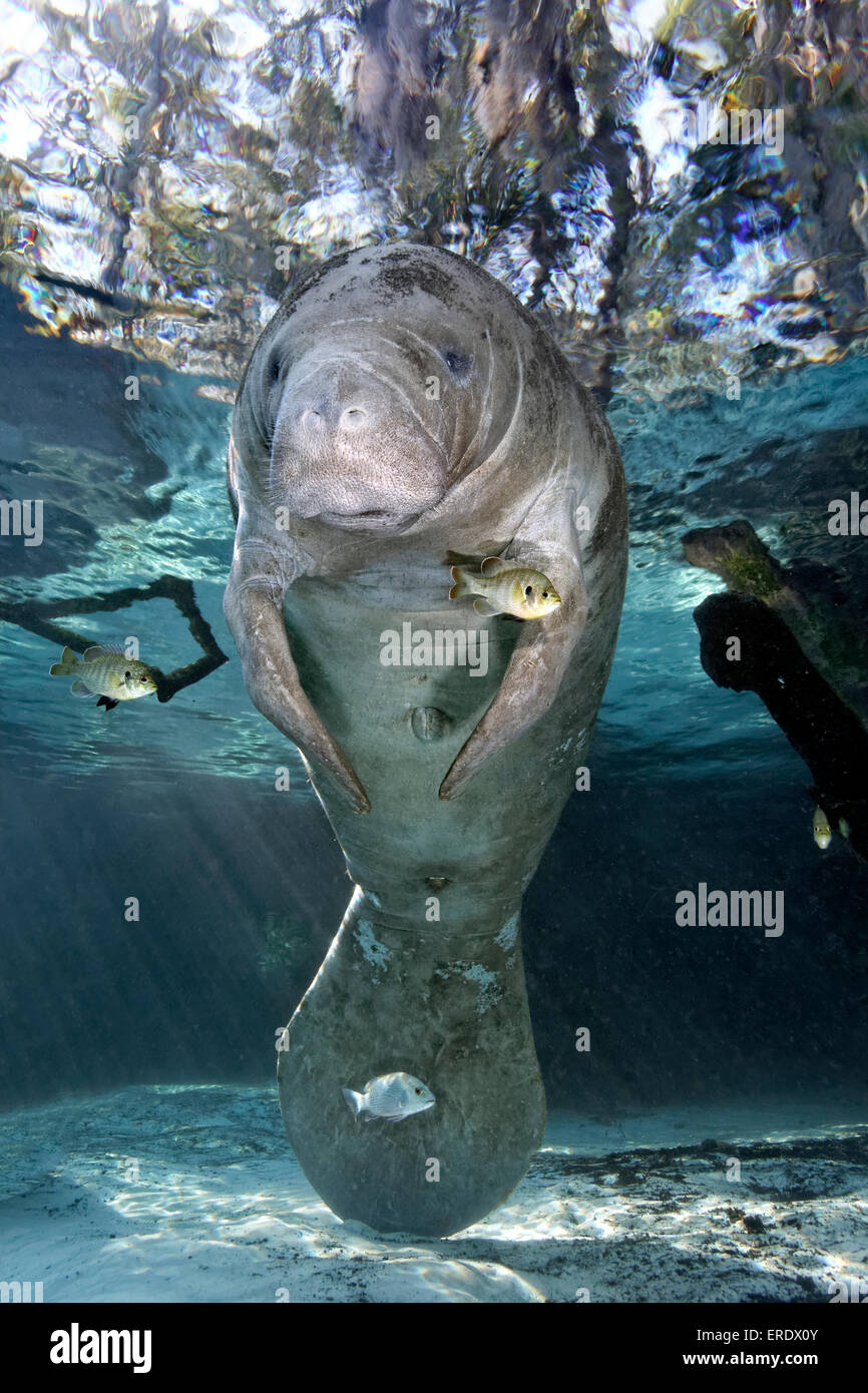 West Indian manatee or sea cow (Trichechus manatus), Three Sisters Springs, Manatee Reserve, Crystal River, Florida, USA Stock Photo