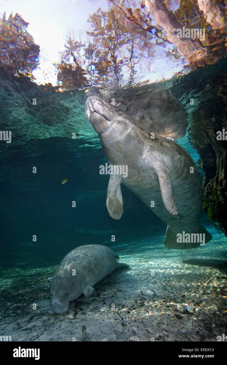 Two West Indian manatees or sea cows (Trichechus manatus), Three Sisters Springs, Manatee ...