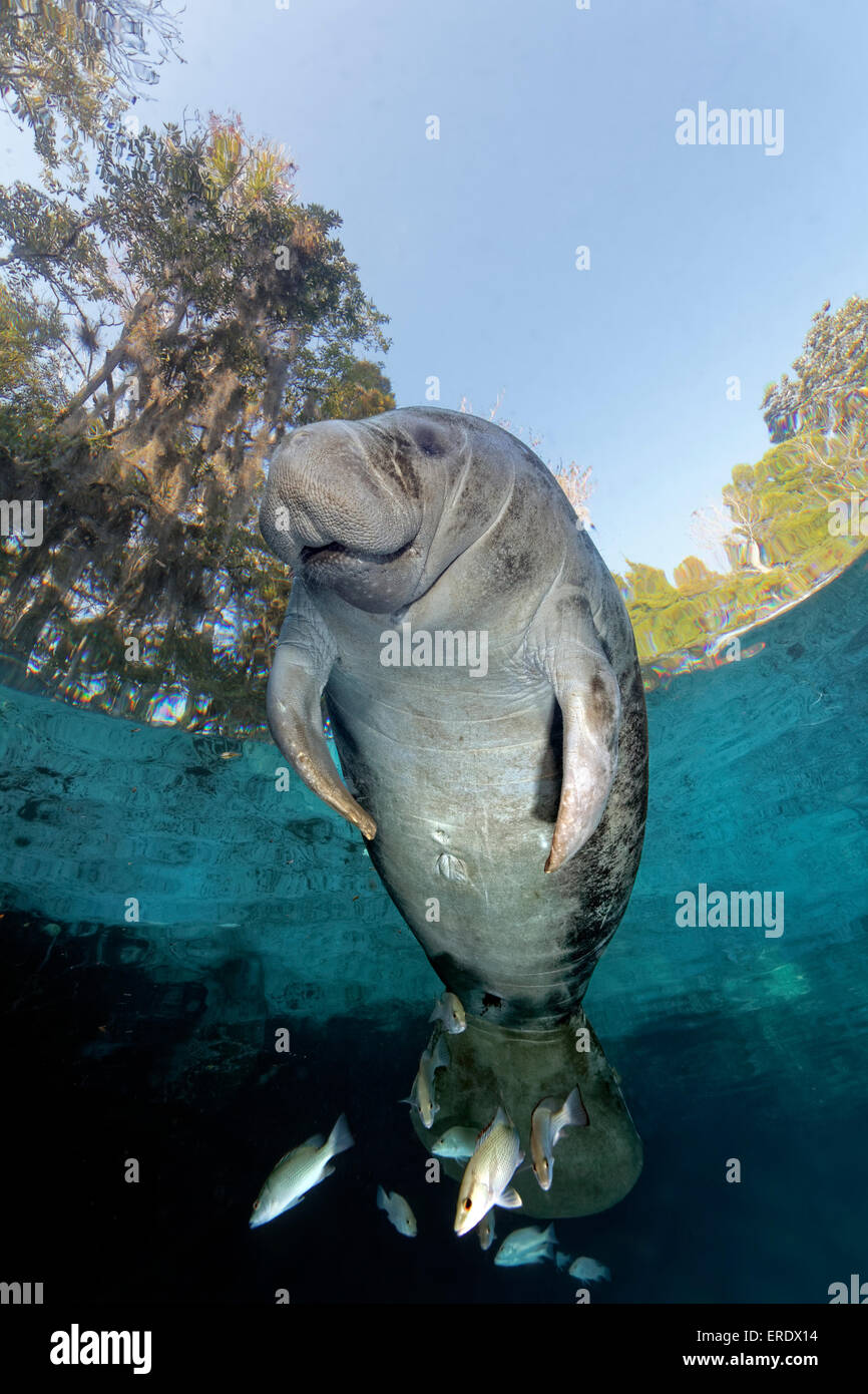 Three sea fish hi-res stock photography and images - Page 10 - Alamy
