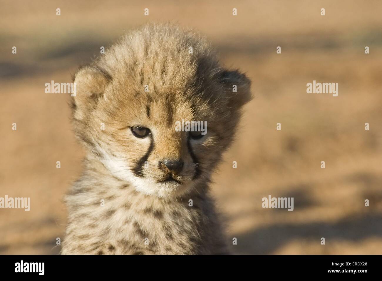 young cheetah Stock Photo