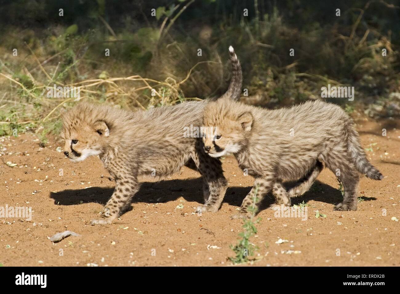 young cheetahs Stock Photo