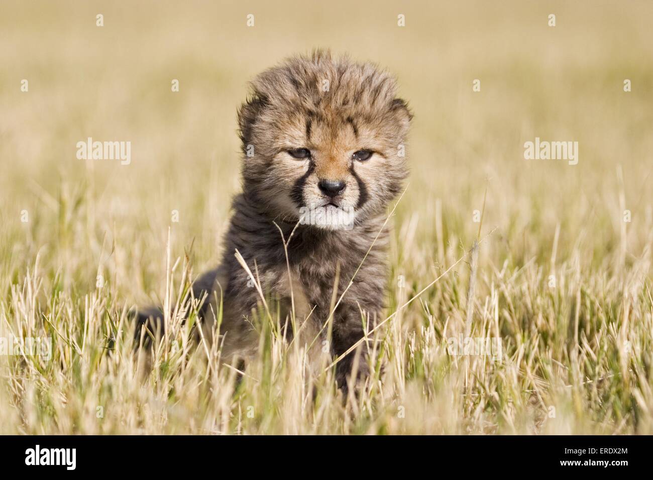 young cheetah Stock Photo