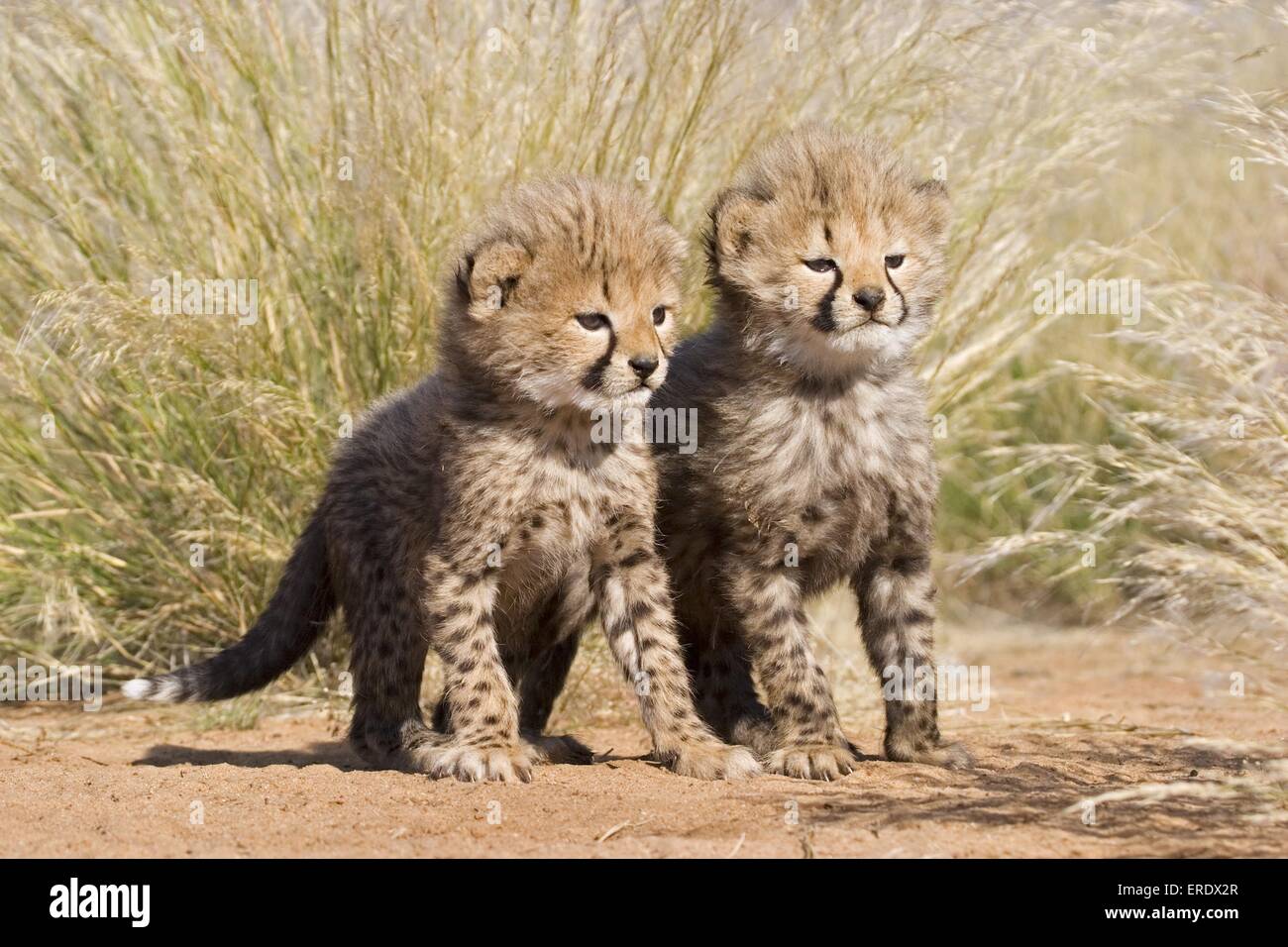 young cheetahs Stock Photo
