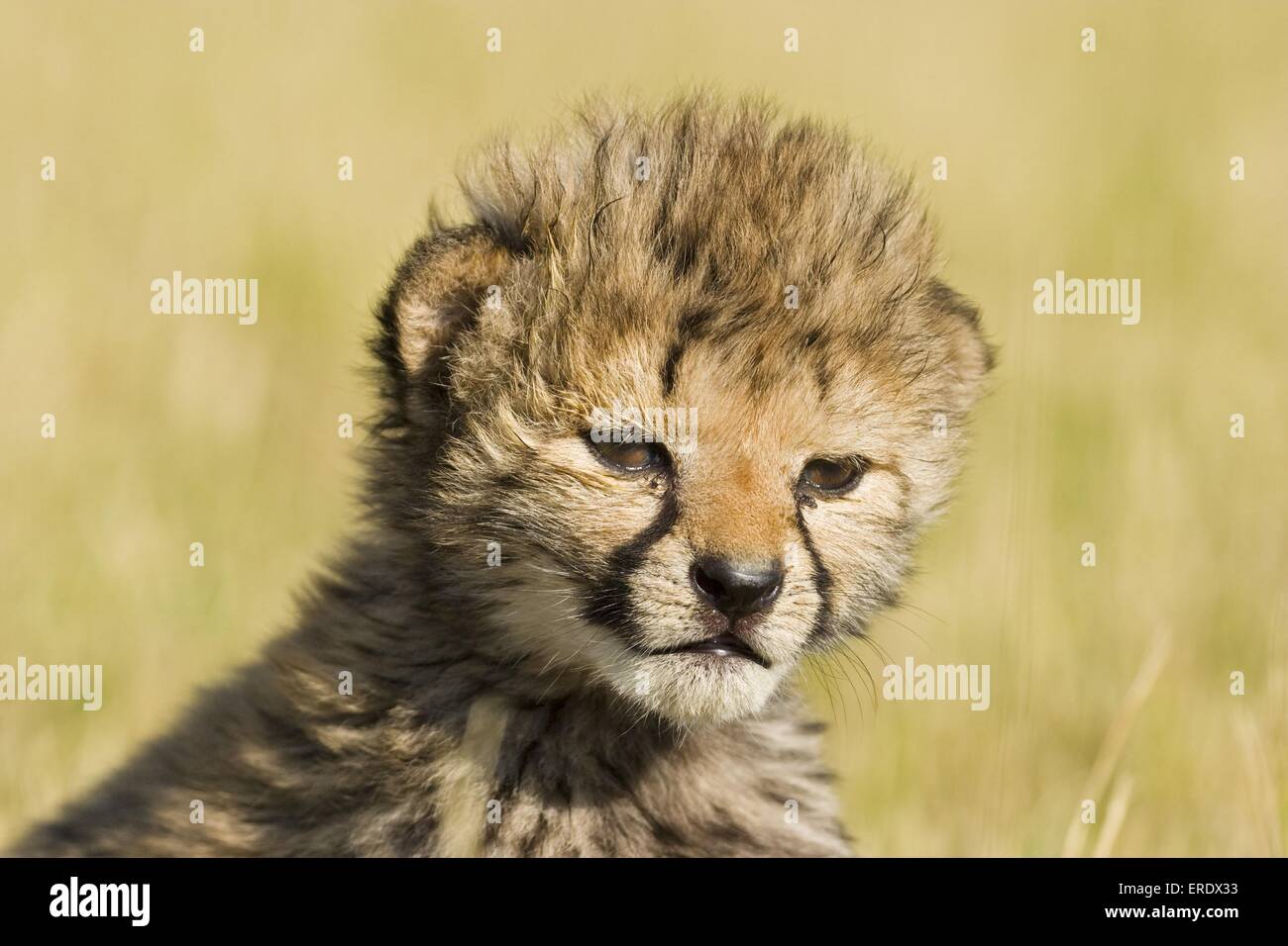 young cheetah Stock Photo